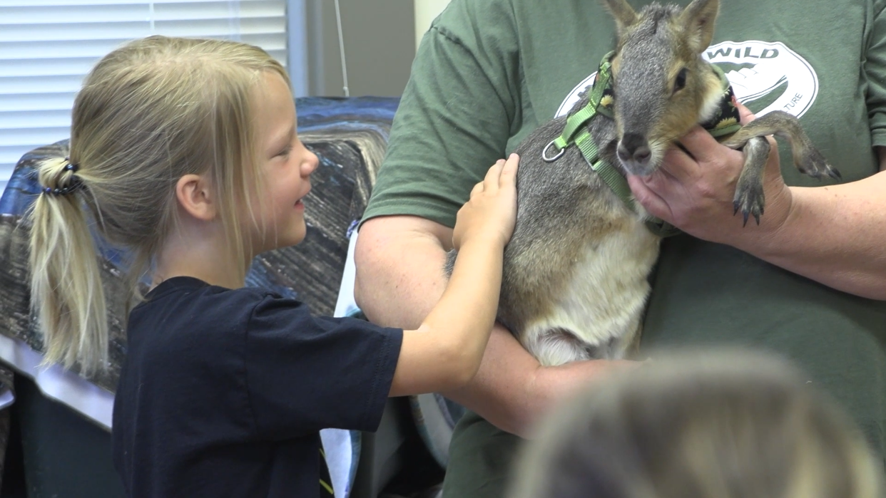 Kids meet wild guests at Minster Library